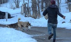 Canını hiçe sayan çoban kediyi köpeklerden kurtardı