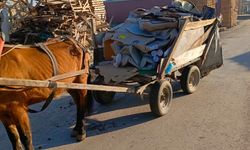 Manisa’da at arabası operasyonu: Üç at arabasına el konuldu