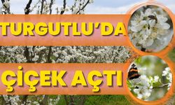 Turgutlu'da meyve ağaçları çiçek açtı