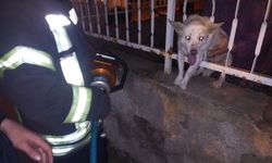 Manisa'da korkuluklara sıkışan köpek kurtarıldı