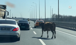 Sahibinden kaçıp otoyola giren inek trafikte tehlike oluşturdu