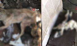 İzmir’de vahşet! Onlarca köpek katledildi