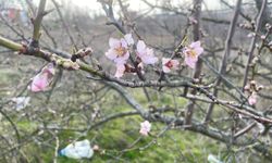 Erken çiçek açan meyve ağaçları üreticiyi endişelendiriyor
