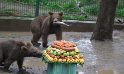Yavru ayılara doğum günü sürprizi