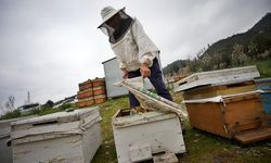 "Yalancı bahar" ve yapılan zirai ilaçlamalar arıların ölümlerine sebep oluyor