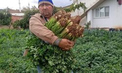 Manisa'da atalık tohumla üretilen kerevizlere büyük ilgi