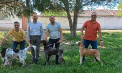Manisa'da av köpekleri '3. Fermalı Av Köpekleri Mera Yarışması'nda mücadele etti