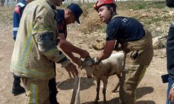 Kapağı açık rögara düşen küçükbaş hayvanı itfaiye kurtardı