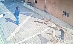 Başıboş köpekler kız öğrenciye saldırdı