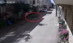 Sokak köpekleri 3 çocuğa saldırdı, olay anı kameraya yansıdı