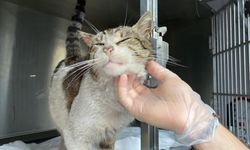 Sokak kedisi kulağındaki tümörle veteriner hekime gitti