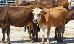 Manisa'da kurban kesim ve satış yerleri açıklandı