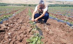 Akhisar İlçe Tarım ve Orman Müdürlüğü’nden çiftçilere uyarı
