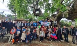 Demirci'de anıt ağaca ziyaretçi akını
