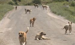 Yaşama Tutunan Patiler Derneği Başkanı Özgünlü hakkında dava açıldı