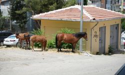 Annesinden ayrı kalan tayın duygulandıran kavuşması