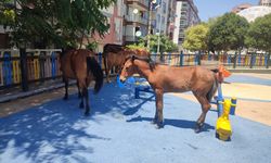 Manisa'da çocuk parkında çocuk yerine yılkı atı var