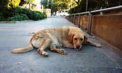 Kuduz vakalarında artış yaşanıyor! Başıboş köpek sorunu büyüyor