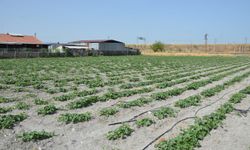 Kırkağaç kavununda ekim yapıldı, hasat ağustosta