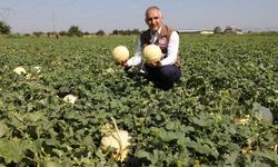 Manisa tarımının yeni gözdesi ‘Kuzu’ kavunu