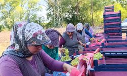 Manisa'da erkenci üzüm cinslerinde hasat