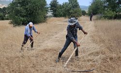 Manisa'daki engebeli arazilerde arpa ve buğday hasadı imeceyle yapılıyor