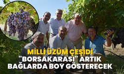 Milli üzüm çeşidi "Borsakarası" artık bağlarda boy gösterecek