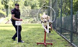 Jandarmanın dedektör köpekleri eğitimlerle göreve hazırlanıyor