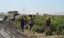 Üreticinin 600 ton kavun ve karpuzu ücretsiz dağıttığını duyanlar tarlaya koştu