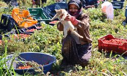 Kedisi ile olan bağı görenleri şaşırtıyor