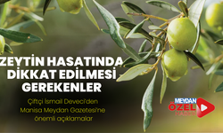 Zeytin hasatı yapacaklar dikkat