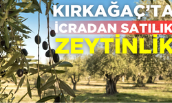 Kırkağaç’ta İcradan Satılık zeytinlik