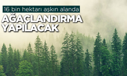 Yıl sonuna kadar 16 bin hektarı aşkın alanda ağaçlandırma yapılacak