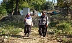 Kadınlara karşı soyunup tartışan kişi zeytin ağaçlarını kesti iddiası