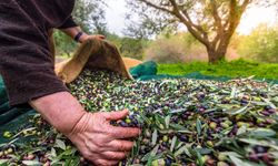 Sofralık zeytin ihracatında tarihi rekor