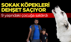 Manisa'da sahipsiz köpeğin saldırdığı çocuk yaralandı