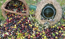 Saruhanlı’da Zeytin Hasat Şenliği