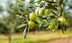 Zeytin üreticilerine hasat belgesi şartı