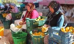 Manisa'da şifa kaynağı cennet hurmasına talep artıyor