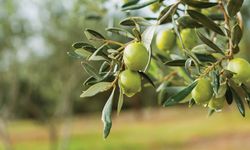 Manisa’da zeytin toplama yevmiyeleri belli oldu