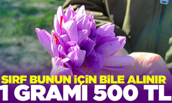 1 gramı 500 TL! Hasadına başlandı