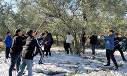 Öğrenciler okul bahçesinde zeytin hasadı yaptı