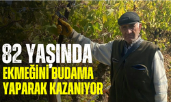 82 yaşında ekmeğini budama yaparak kazanıyor