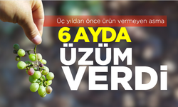 Üç yıldan önce ürün vermeyen asma 6 ayda üzüm verdi