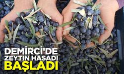 Demirci'de zeytin hasadı başladı