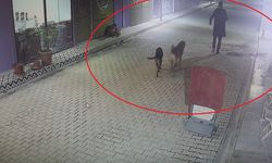 Kedileri köpeklere parçalatan madde bağımlısı şahıs adli kontrol şartıyla serbest bırakıldı