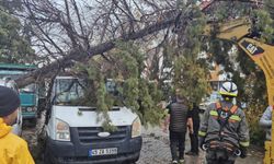 Turgutlu'da minibüsün üzerine devrilen ağaç hasara neden oldu