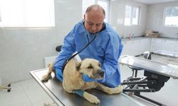 Talihsiz köpek iyileşme sürecinde