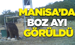 Manisa'da ilk kez boz ayı görüntülendi