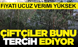 Arbequina Fidanları Manisa’da Yükseliyor